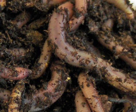 Why is Magic Worm Food Different from Regular Worm Food?